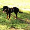 Unser Gute-Laune-Hund Arthur