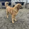 Benji