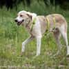 Raki ist ein liebevoller Hund