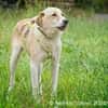 Raki ist ein liebevoller Hund