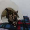 Anhängliche Felina bei München(ALO)