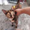 Anhängliche Felina bei München(ALO)