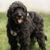 Xaver - Senior sucht Senior:in