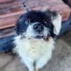 Otto sucht ein Zuhause!