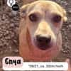 Goldschatz ENYA sucht ihr zu Hause