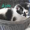 ajoa