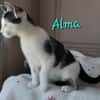 Alma