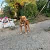 APOLO  (Martina)