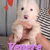 VENERE, cucciola che presto rimarrà sola in box