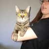 Astra chatte femelle