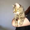 Astra chatte femelle