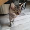 Astra chatte femelle