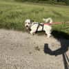 Liebevoller, kleiner Familienhund