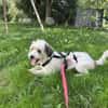 Liebevoller, kleiner Familienhund