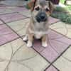 Aron sucht ein Zuhause