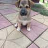 Aron sucht ein Zuhause