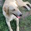 LOLA -  sucht ihr -Zuhause für immer-