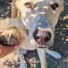 LOLA -  sucht ihr -Zuhause für immer-