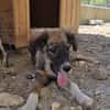 Luca - aufgeweckter Hundejunge