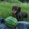Halbblinder Dackel sucht dringend#