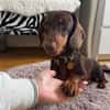 Halbblinder Dackel sucht dringend#