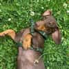 Halbblinder Dackel sucht dringend#
