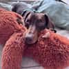 Halbblinder Dackel sucht dringend#