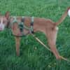 Xenon - Bildschöner Podenco
