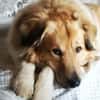 Pepper sucht ein neues Zuhause