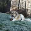Pepper sucht ein neues Zuhause
