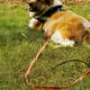 Pepper sucht ein neues Zuhause