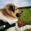 Pepper sucht ein neues Zuhause