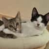 Geschwister Duo sucht neues Zuhause