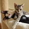 Geschwister Duo sucht neues Zuhause