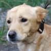 Hundejunge BONI