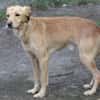 Hundejunge BONI