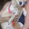 Hundejunge BONI