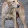 Hundejunge BONI
