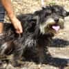 Der kleine DIXIE sucht Familie