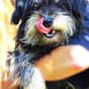 Der kleine DIXIE sucht Familie