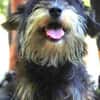 Der kleine DIXIE sucht Familie