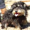 Der kleine DIXIE sucht Familie