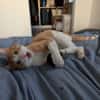 Zoll - Charakter-Kater