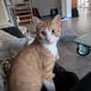 Zoll - Charakter-Kater