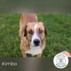 Kimbo: Sensibler Herzenshund mit großem