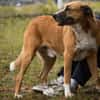 Kimbo: Sensibler Herzenshund mit großem