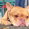 Französische Bulldogge sucht tolle Mensc