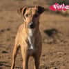 Finley