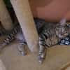 Lustige Roxy