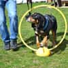 Rex - Schnüffelnase sucht Zuhause